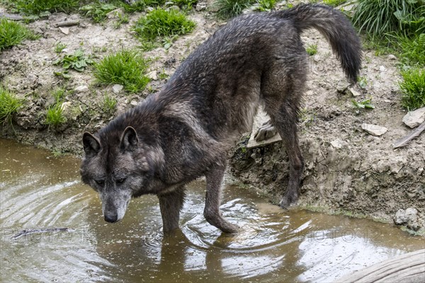 Black Northwestern wolf