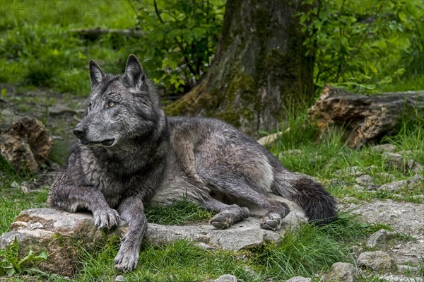 Black Northwestern wolf