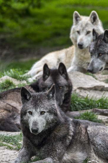 Pack of black and white Northwestern wolves