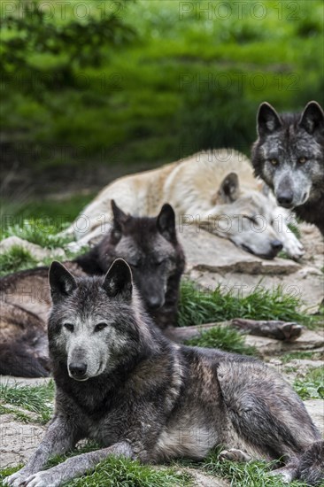 Pack of black and white Northwestern wolves