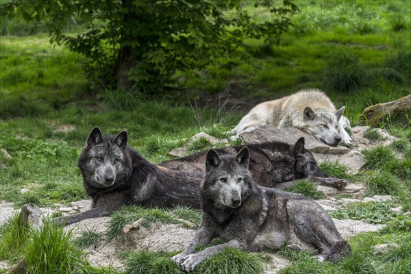 Pack of black and white Northwestern wolves