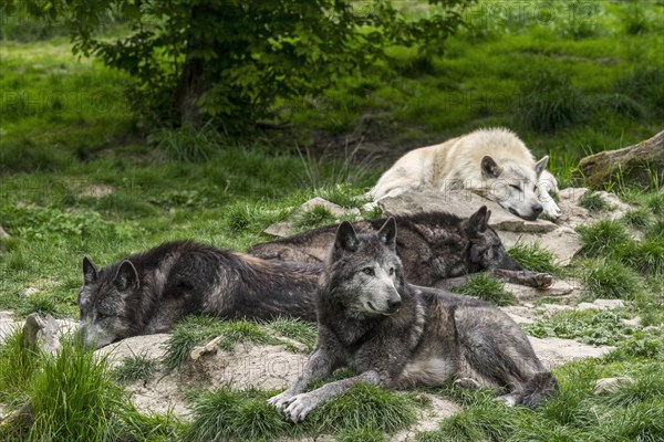 Pack of black and white Northwestern wolves