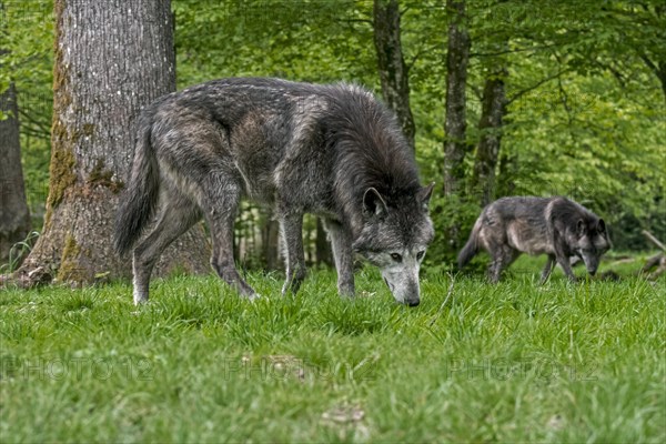 Two black Northwestern wolves