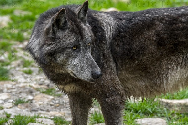 Black Northwestern wolf