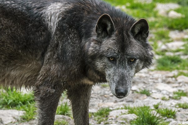 Black Northwestern wolf