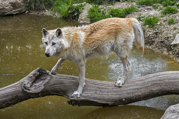 White Northwestern wolf