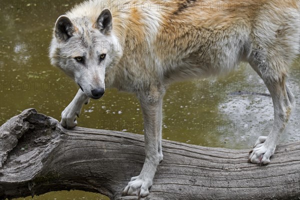 White Northwestern wolf