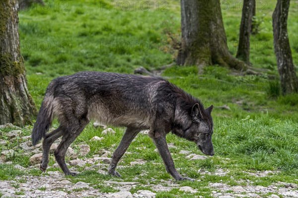 Black Northwestern wolf