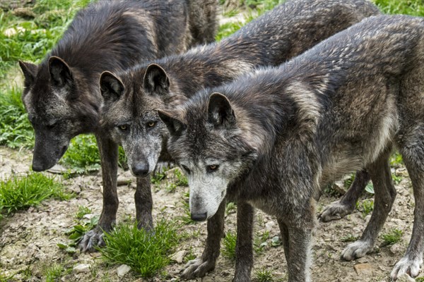 Close-up portrait of three black Northwestern wolves