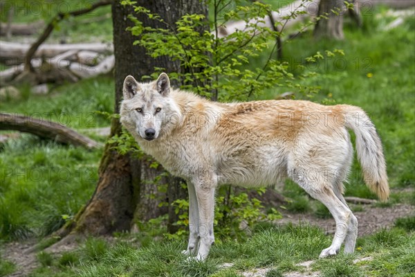 White Northwestern wolf