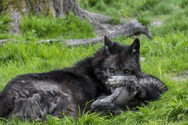 Two black Northwestern wolves