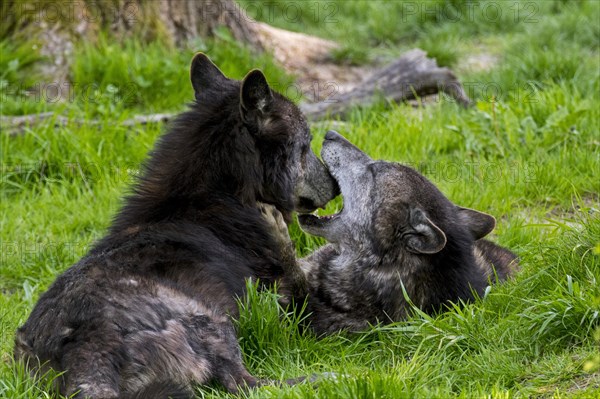 Two black Alaskan Northwestern timber wolves