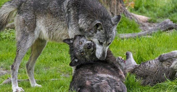 Three black Northwestern wolves