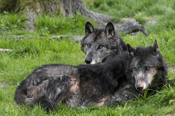 Two black Northwestern wolves