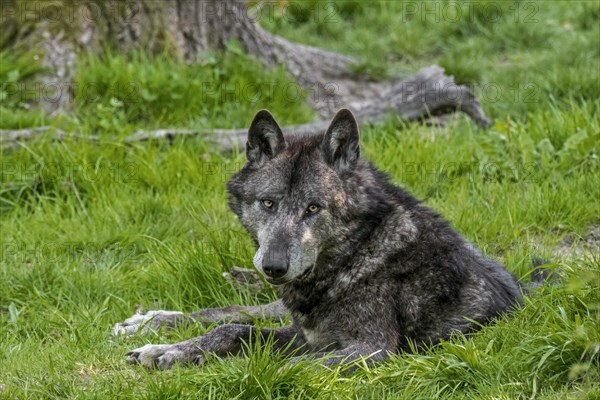 Black Northwestern wolf