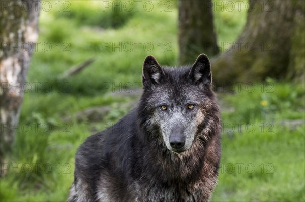 Black Northwestern wolf