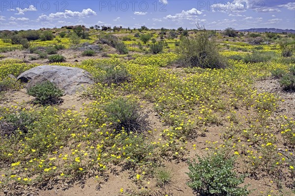 Carpet of yellow flowers of Tribulus sp. in the Augrabies Falls National Park in the Northern Cape Province