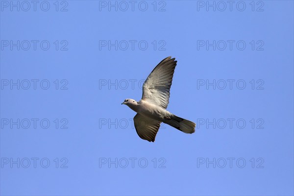 Eurasian Collared Dove