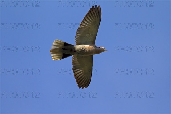 Eurasian Collared Dove