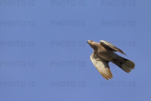 Eurasian Collared Dove