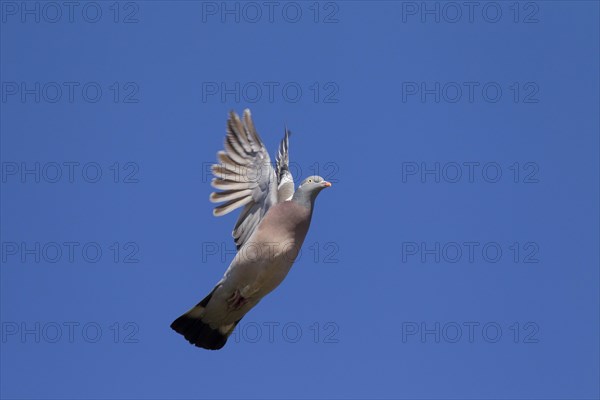 Common Wood Pigeon