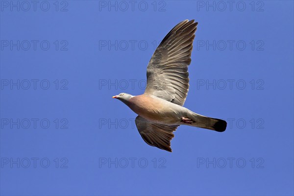 Common Wood Pigeon