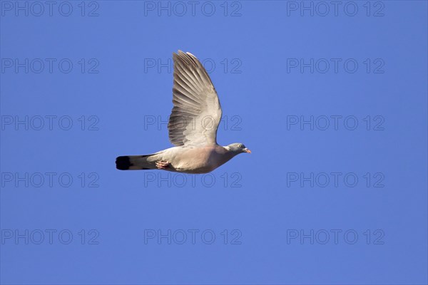 Common Wood Pigeon