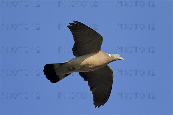 Common Wood Pigeon