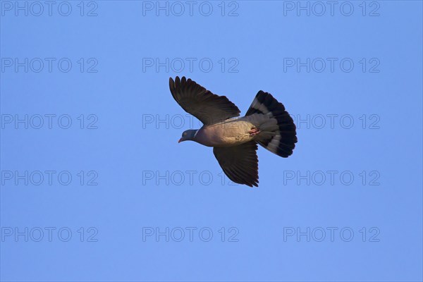 Common Wood Pigeon