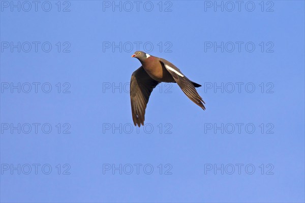 Common Wood Pigeon