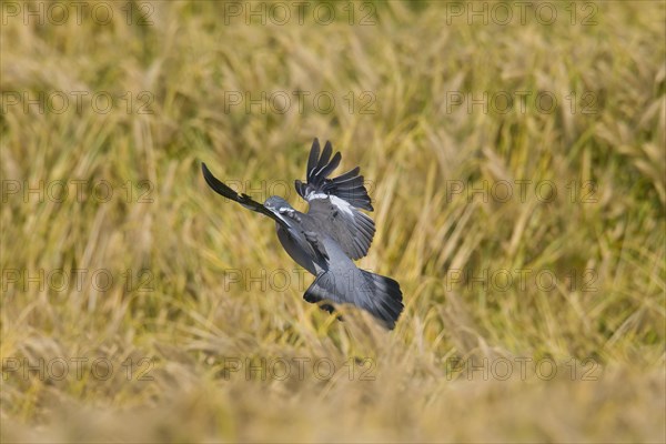 Common Wood Pigeon