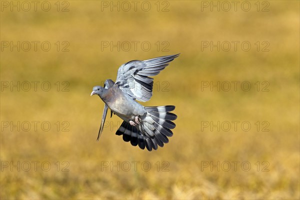 Common Wood Pigeon