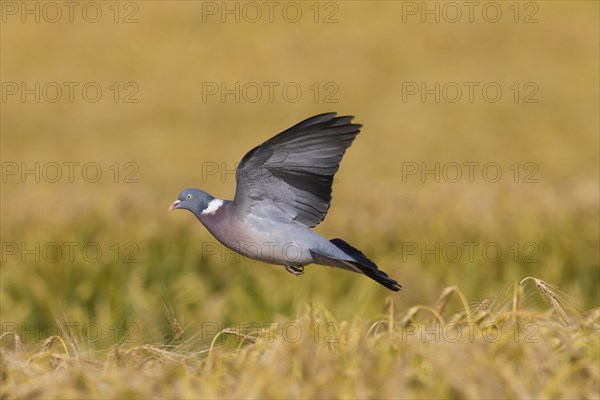 Common Wood Pigeon