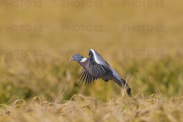 Common Wood Pigeon