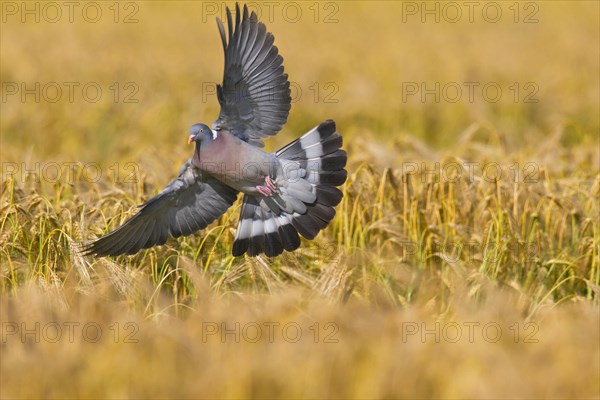 Common Wood Pigeon