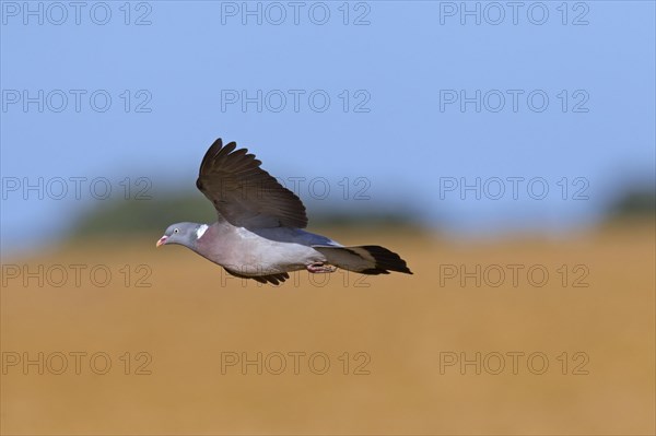 Common Wood Pigeon