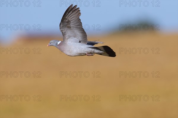 Common Wood Pigeon