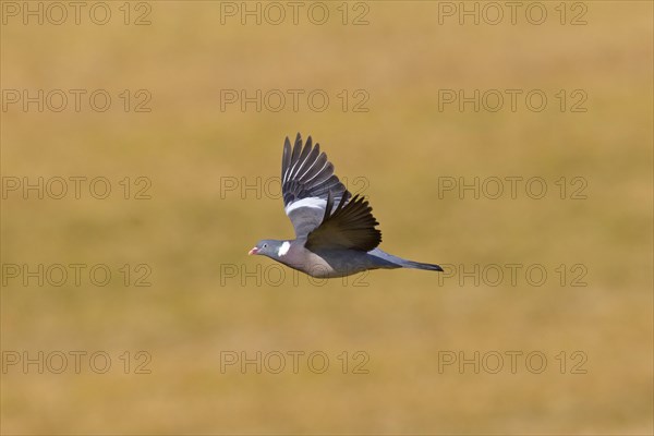 Common Wood Pigeon