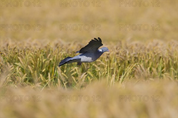 Common Wood Pigeon