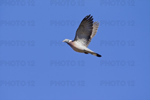 Common Wood Pigeon