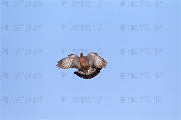 Common Wood Pigeon