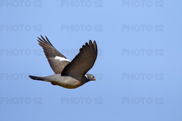 Common Wood Pigeon