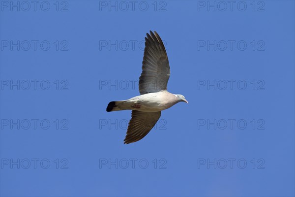 Common Wood Pigeon