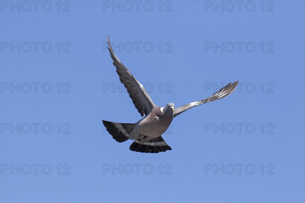 Common wood pigeon