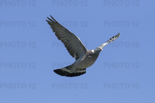 Common wood pigeon