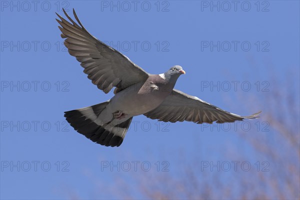 Common wood pigeon