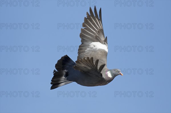 Common wood pigeon