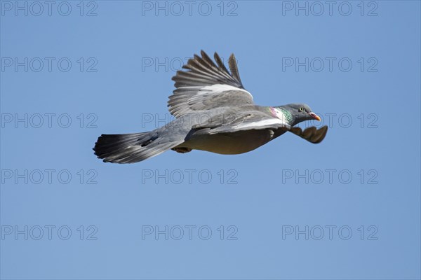 Common wood pigeon