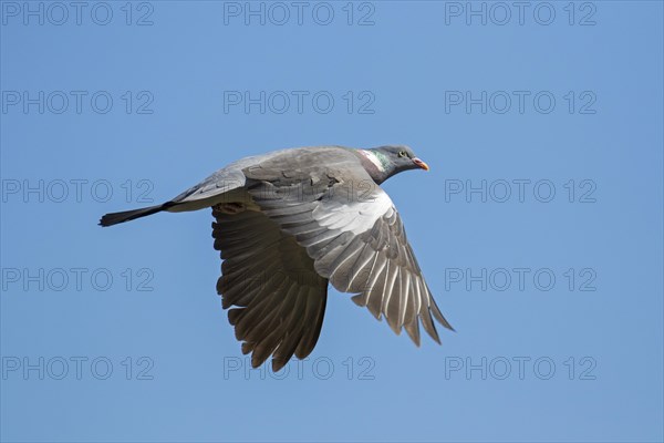 Common wood pigeon