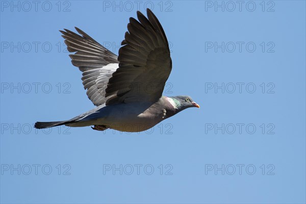 Common wood pigeon